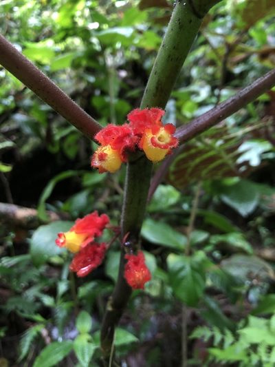 Drymonia teuscheri, photographed by Skjold Søndergaard