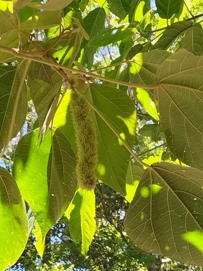 Mallotus mollissimus, photographed by Matthew Borella