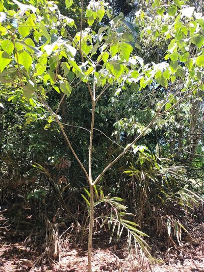 Mallotus mollissimus, photographed by Matthew Borella