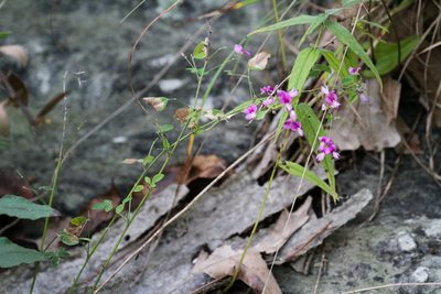 Lespedeza frutescens, photographed by Tom Field