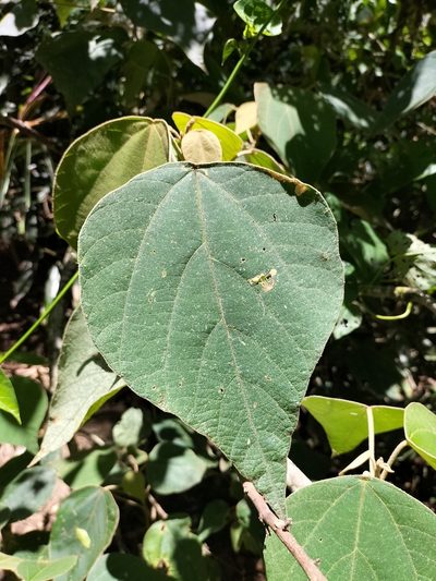 Mallotus mollissimus, photographed by Matthew Borella