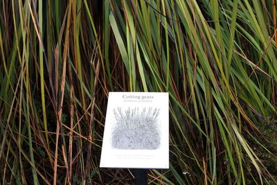 Gahnia grandis, photographed by John Brew