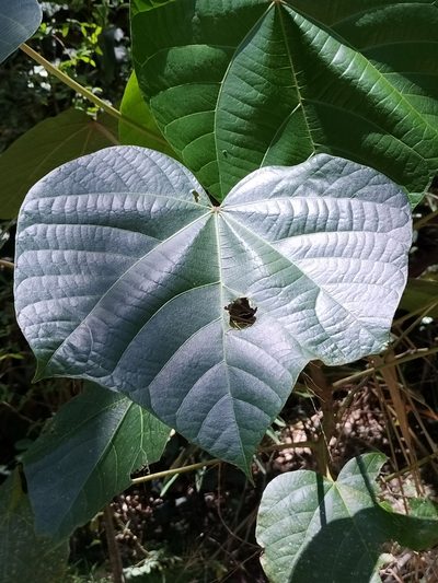 Aleurites rockinghamensis, photographed by Matthew Borella