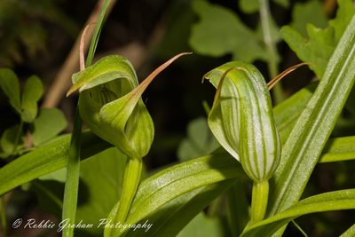 Pterostylis montana, photographed by Robbie Graham