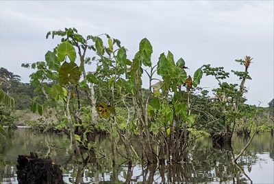 Montrichardia linifera, photographed by Kristof Zyskowski