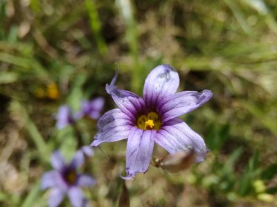 Sisyrinchium platense, photographed by Adriel Magnetti