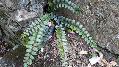 Pellaea rotundifolia, photographed by Doug Miller