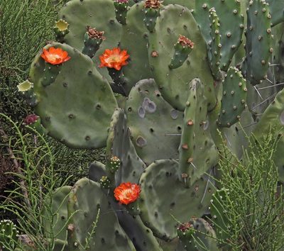 Opuntia quimilo, photographed by Hugo Hulsberg