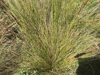 Carex appressa, photographed by ROY