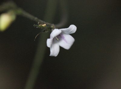 Codonacanthus pauciflorus, photographed by Agnes Trekker