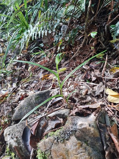 Pterostylis irwinii, photographed by gnapp