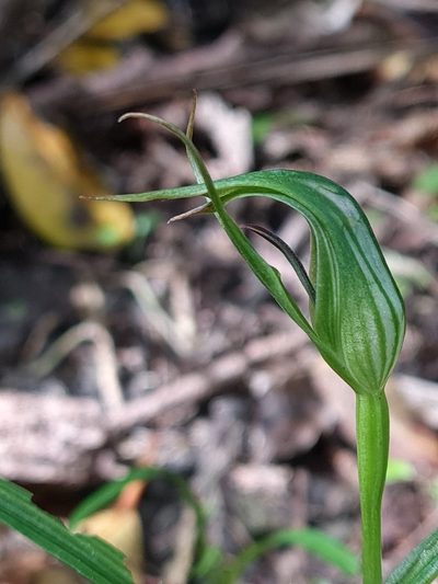 Pterostylis irwinii, photographed by gnapp