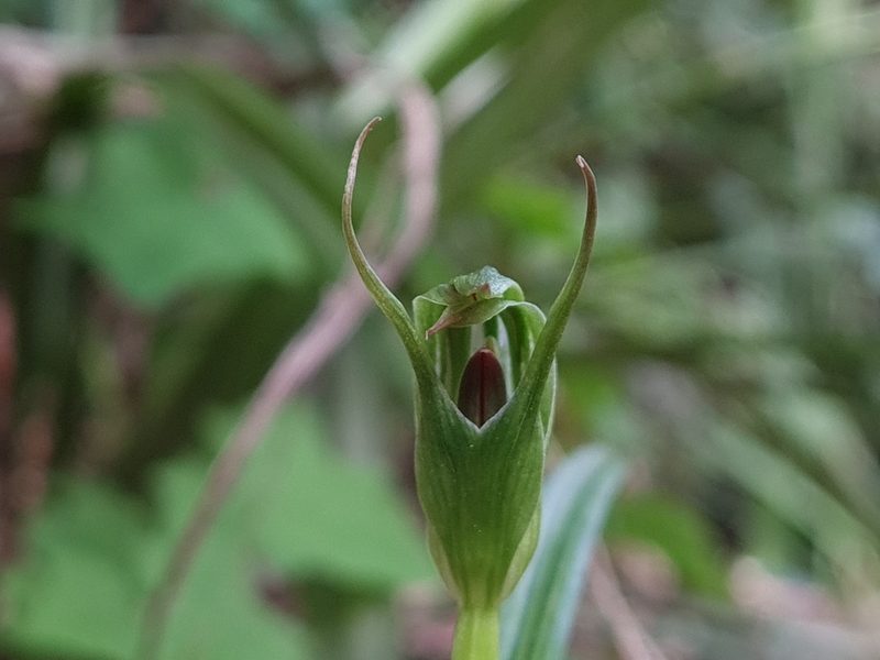 Pterostylis irwinii, photographed by gnapp