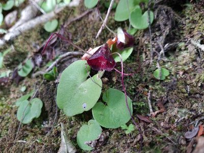 Corybas macranthus, photographed by gnapp