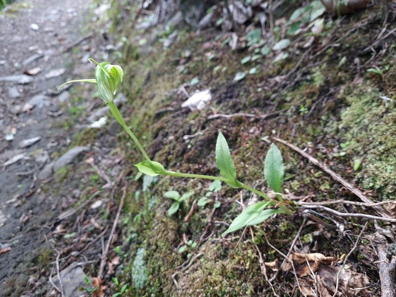 Pterostylis oliveri, photographed by gnapp