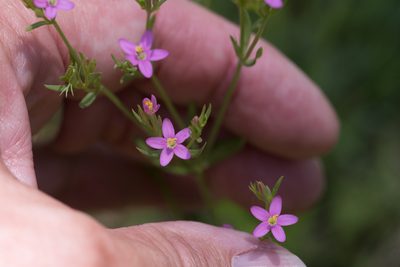 Schenkia australis, photographed by Bruce Cathie