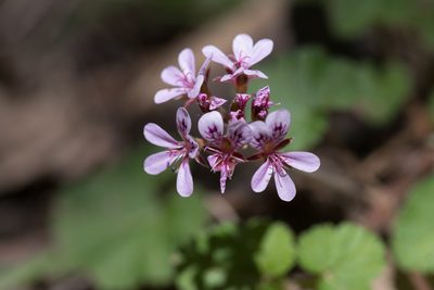 Pelargonium inodorum, photographed by Bruce Cathie