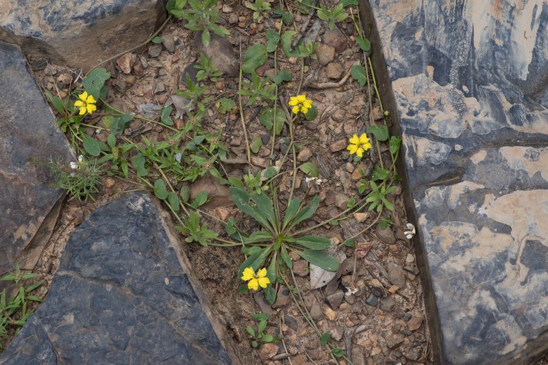 Goodenia glabra, photographed by Bruce Cathie