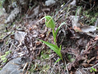 Pterostylis banksii, photographed by gnapp