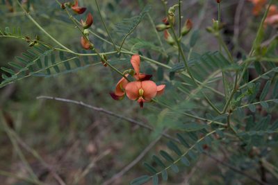 Swainsona galegifolia, photographed by Bruce Cathie