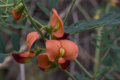 Swainsona galegifolia, photographed by Bruce Cathie