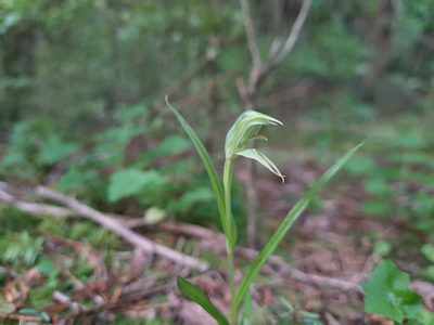 Pterostylis porrecta, photographed by gnapp