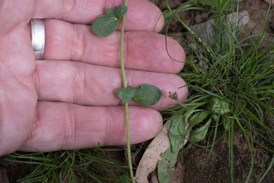 Goodenia glabra, photographed by Bruce Cathie