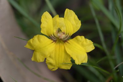 Goodenia glabra, photographed by Bruce Cathie