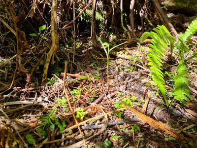 Pterostylis porrecta, photographed by gnapp