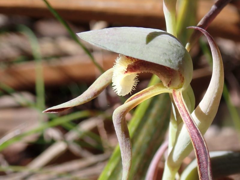 Lyperanthus serratus, photographed by Mark Cliff