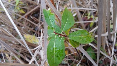 Salix discolor, photographed by Ryan Sorrells