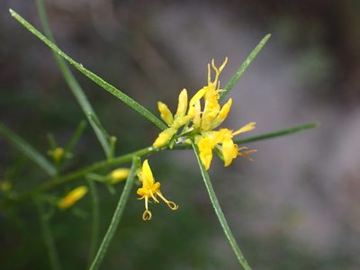 Gutierrezia microcephala, photographed by Cricket Raspet
