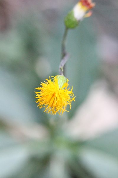 Gynura divaricata, photographed by Agnes Trekker
