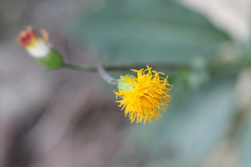 Gynura divaricata, photographed by Agnes Trekker
