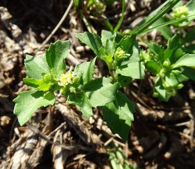 Acanthospermum australe, photographed by Stan Shebs