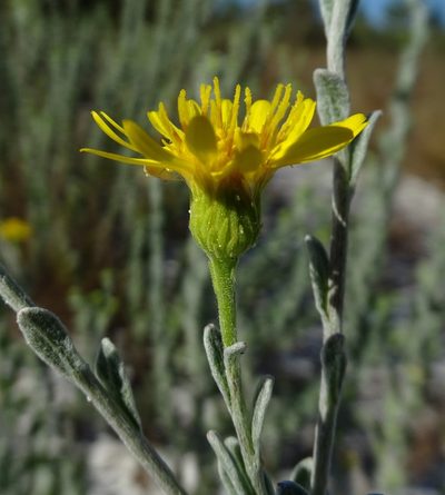 Chrysopsis floridana, photographed by Stan Shebs