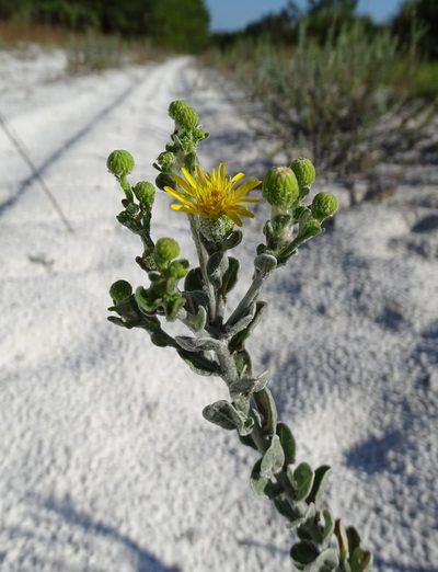 Chrysopsis floridana, photographed by Stan Shebs