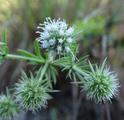 Eryngium aromaticum, photographed by Stan Shebs