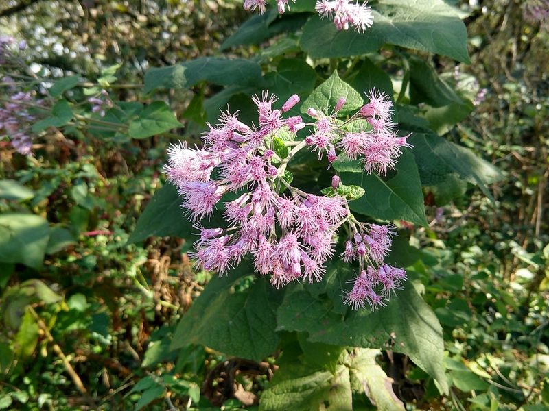 Peteravenia malvifolia, photographed by Francisco Emilio Roldán Velasco