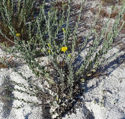 Chrysopsis floridana, photographed by Stan Shebs