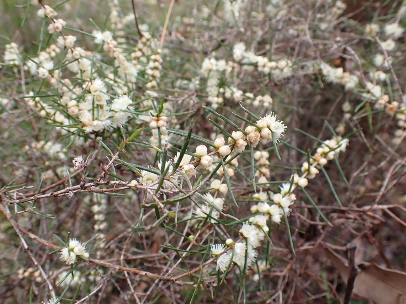 Hypocalymma angustifolium, photographed by Mark Cliff