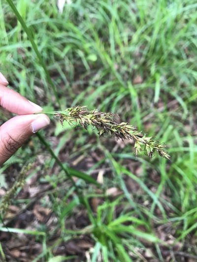 Carex steudneri, photographed by Presha Soogrim