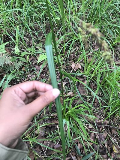 Carex steudneri, photographed by Presha Soogrim