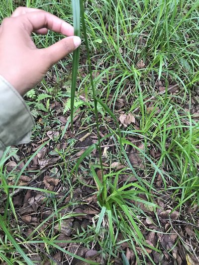 Carex steudneri, photographed by Presha Soogrim