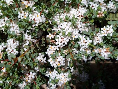 Pimelea prostrata, photographed by gnapp