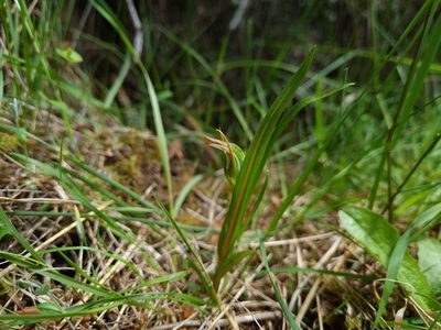 Pterostylis irsoniana, photographed by gnapp
