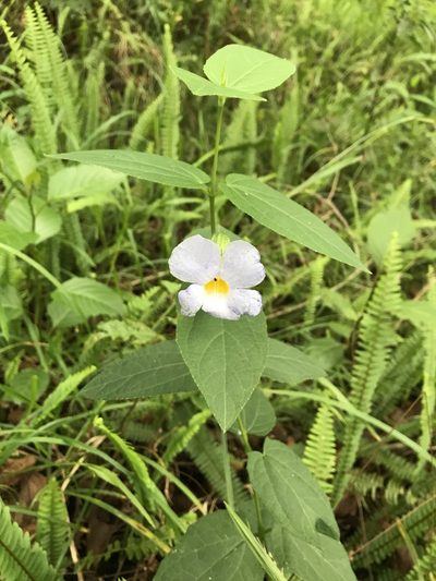 Thunbergia natalensis, photographed by Presha Soogrim