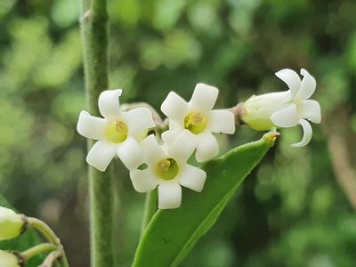 Parsonsia heterophylla, photographed by Jaco Grundling