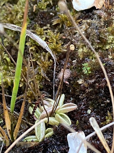 Pinguicula lusitanica, photographed by Wendy Herniman