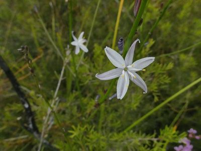 Caesia parviflora, photographed by Gary Williams